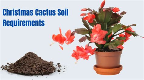 Best Soil Mix For Christmas Cactus: Complete Guide.